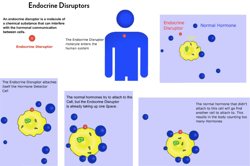 Example of Endocrine Disruptors